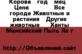 Корова 1 год 4 мец › Цена ­ 27 000 - Все города Животные и растения » Другие животные   . Ханты-Мансийский,Пыть-Ях г.